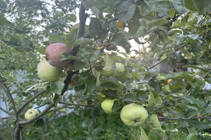 Quand peut-on manger des fruits après avoir traité les plantes avec des fongicides : il y a une réponse Pommes