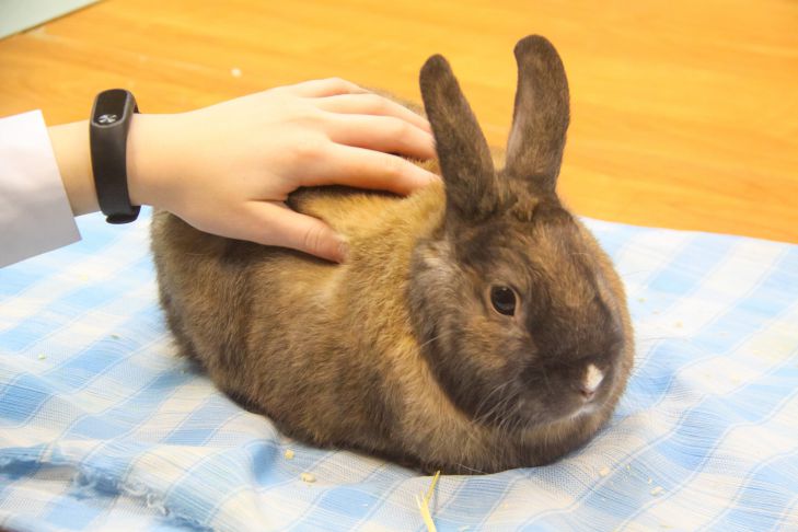 What are the most amazing rabbit breeds: not everyone knows about it rabbit