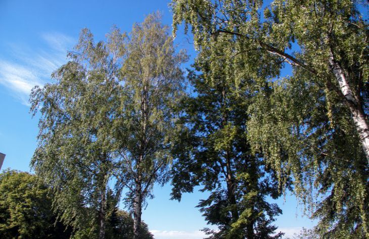 tree