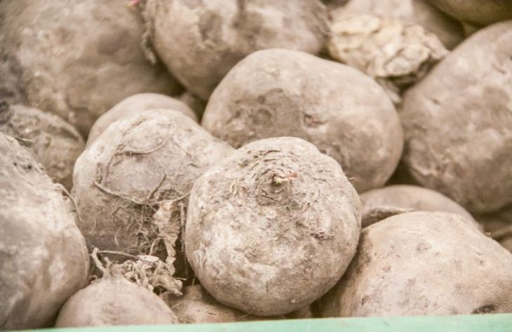 Quelle devrait être l'alimentation finale des betteraves : tous les résidents d'été ne le savent pas betterave