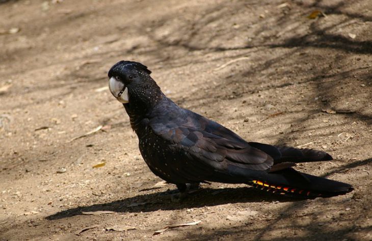 What are the most expensive animals in the world: many people don’t know about this cockatoo