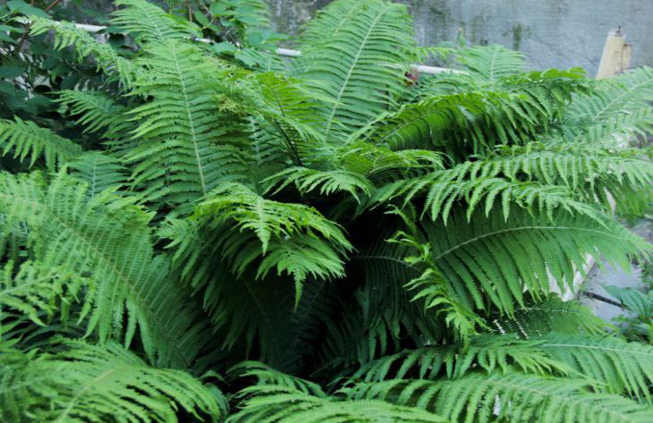 What 3 Plants an Experienced Housewife Will Never Leave in the House: Not Everyone Knows This fern