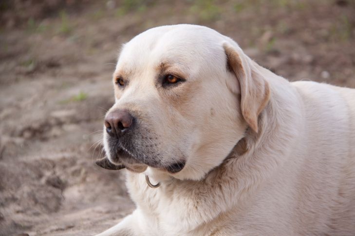 Por qué no se debe abrazar a los perros: un error flagrante que cometen muchos dueños perro