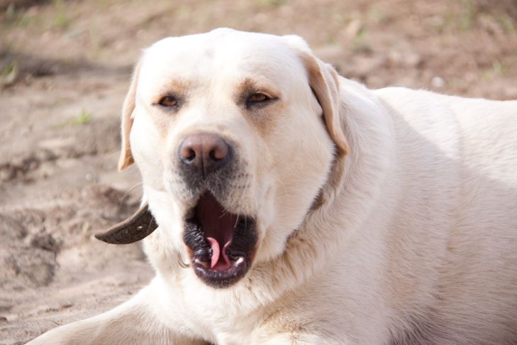 Quels fruits peut-on donner aux chiens : certains d'entre eux vous surprendront certainement chien