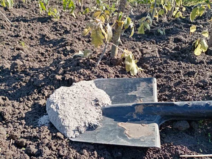 So bereichern Sie den Boden für die Anpflanzung von Winterknoblauch: Er wird faustgroß Garten