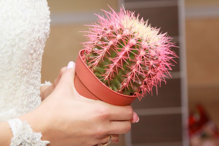 How to properly water cacti in winter and autumn: not all gardeners know cactus