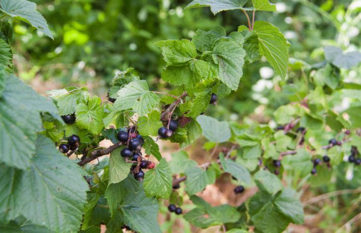 How to treat currants right now to protect the bush from diseases and pests: not everyone knows about this currant