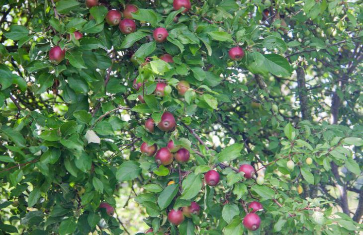 Cómo regar un manzano antes de las heladas: no todos los jardineros conocen este truco manzana