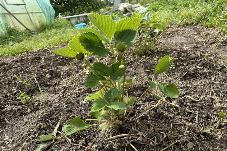 Comment fertiliser les fraises à l'automne pour un meilleur hivernage : la récolte de l'année prochaine sera riche fraise