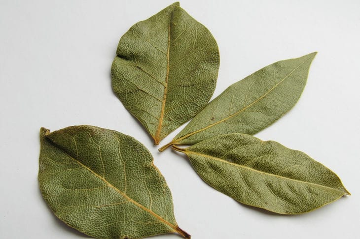 Why do you need a bay leaf in the toilet: tricks of savvy housewives Bay leaf