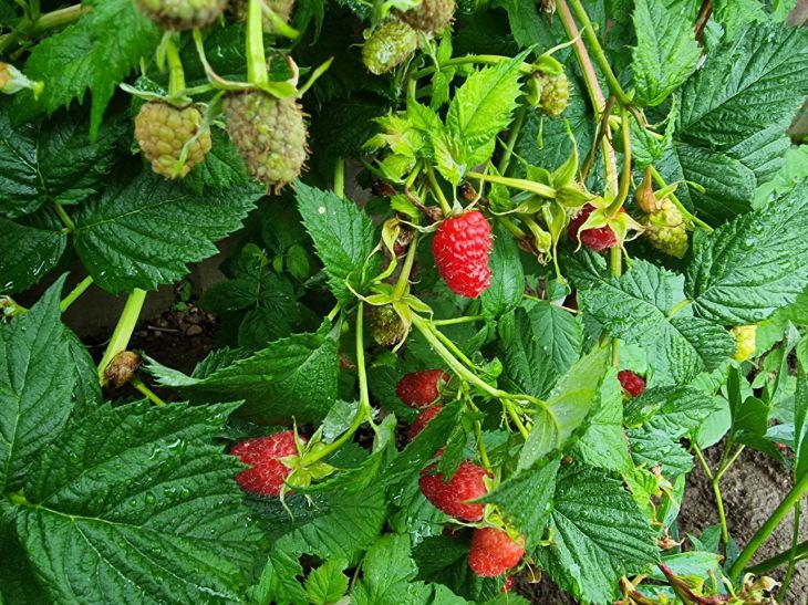 How to properly prune regular and remontant raspberries: the difference is significant Raspberry