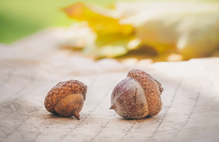 What 3 unexpected items bring good luck to the house: not all housewives know acorns