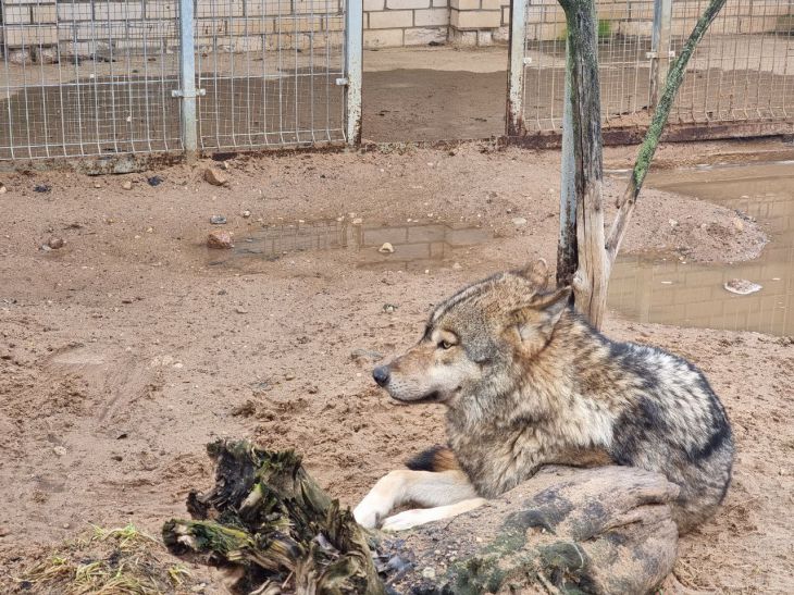 Which Zoos Are the Largest in the World: Not Everyone Knows This zoo