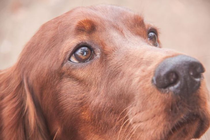 Pourquoi un chien hurle : 5 raisons possibles chien