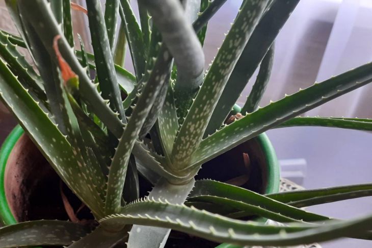 How to Transform Your Appearance with Aloe: Not Everyone Knows These Secrets aloe