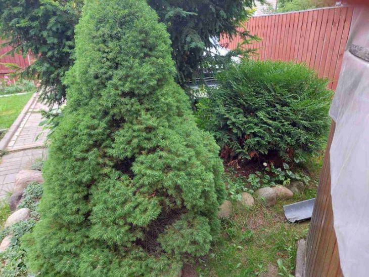 Pourquoi les jardiniers expérimentés préfèrent planter des arbres avant l'hiver : tout le monde ne le sait pas arbre