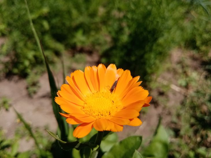 Warum erfahrene Sommerbewohner auf ihrem Grundstück Ringelblumen pflanzen: Nicht jeder weiß davon Ringelblume