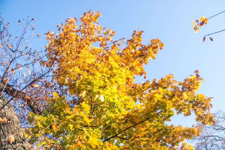 What to add to the interior in autumn to add coziness: 3 simple options are named autumn