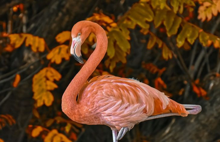 Which birds are considered the most beautiful: not everyone knows about it flamingo