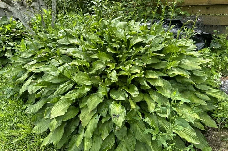 De quoi nourrir l'hosta à l'automne : la plante sera méconnaissable Hosta