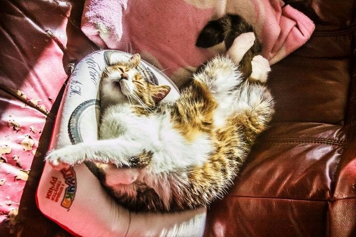 Una forma divertida de evitar que un gato haga caca fuera de la caja de arena: lo principal es que sea eficaz Gato