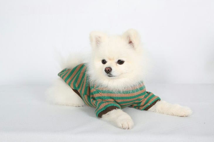 Cómo entrenar a un perro para que use ropa: 5 consejos que definitivamente ayudarán a los dueños incluso de las mascotas más obstinadas perro en ropa