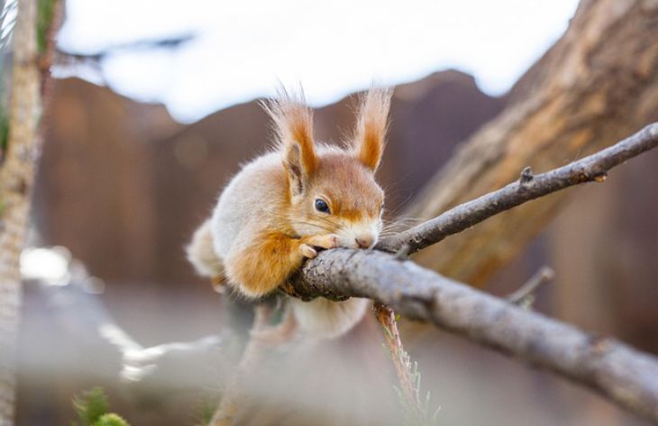 Was Sie Eichhörnchen behandeln können: Experten gaben Empfehlungen Eichhörnchen