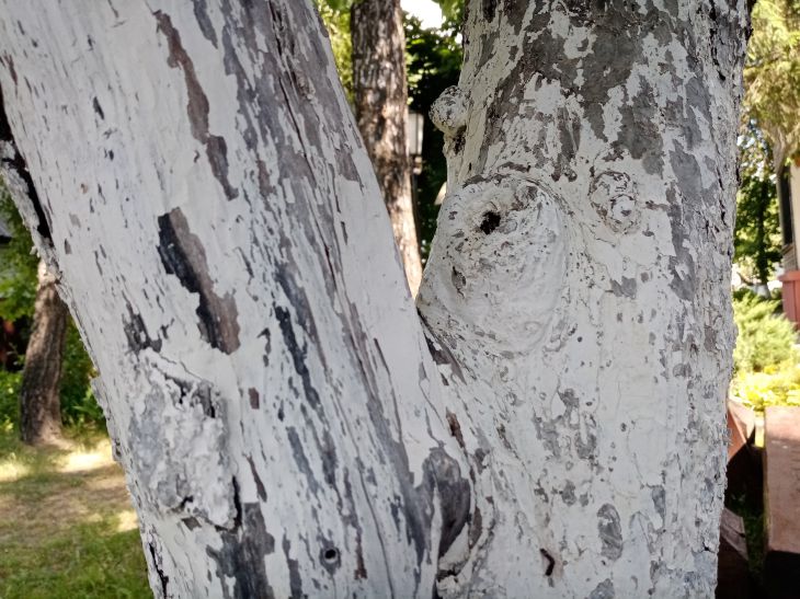trunk