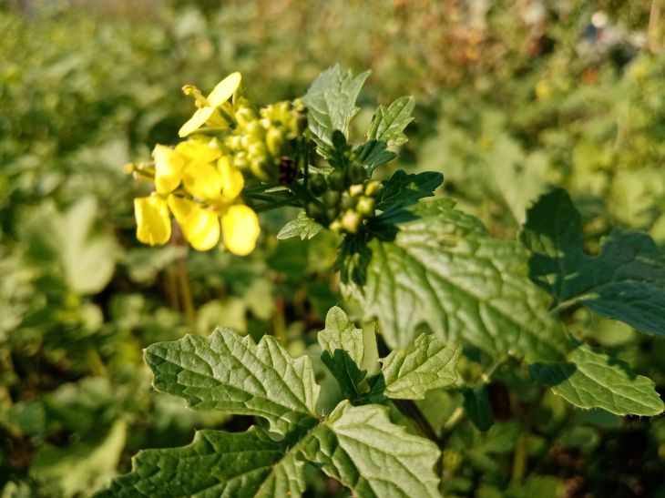 Comment augmenter la productivité de manière respectueuse de l'environnement : les résidents d'été expérimentés ont nommé les 3 meilleures options maison de campagne