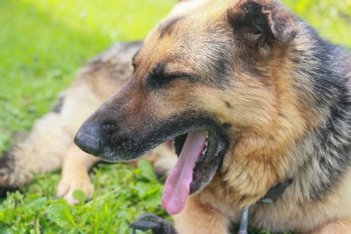Die ruhigsten Hunderassen wurden benannt: Sie verhalten sich ruhiger als Katzen Hund