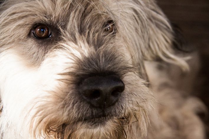 Wie man einen Hund nicht erzieht: Fehler, die wie ein Bumerang zurückkommen Hund