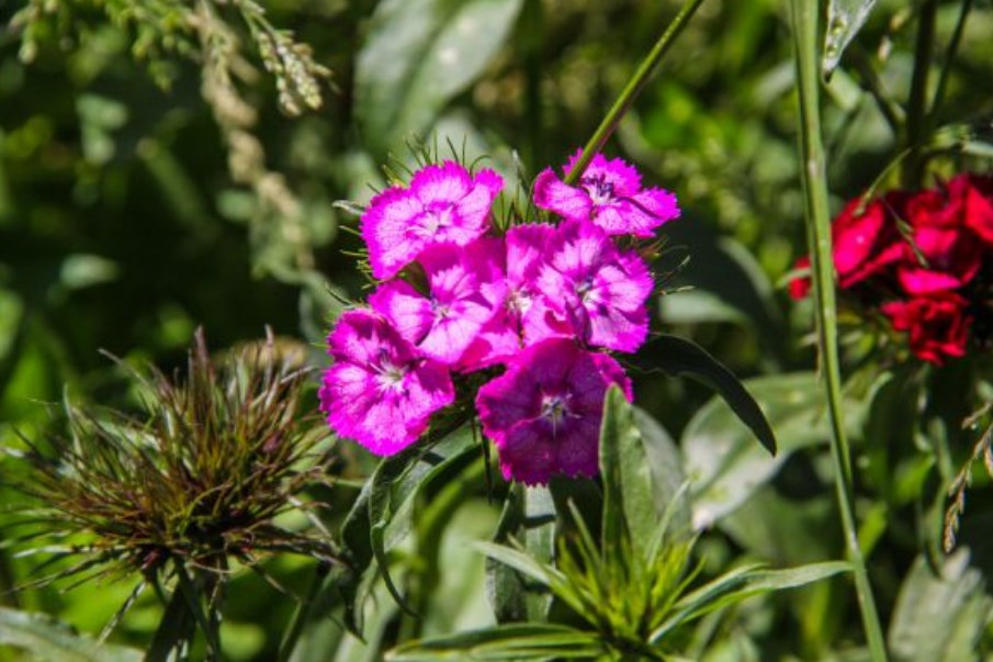 Which Houseplants Are Made for Growing in the Kitchen: Double Benefit flowers
