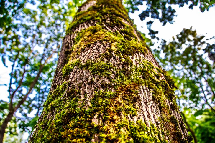 A product that will very quickly clear trees of moss and lichen: one spoon is enough tree