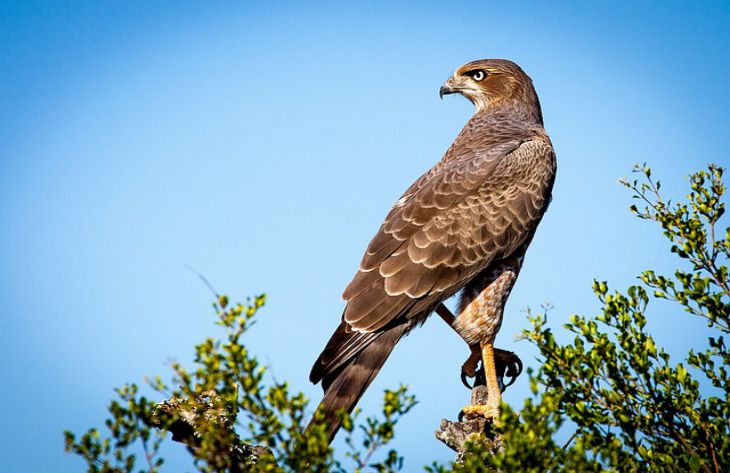 falcon