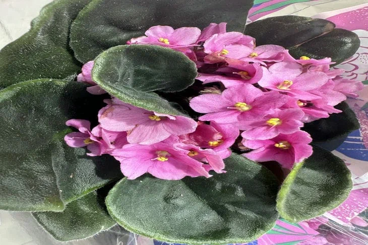 3 étapes - et la violette fleurira toute l'année : l'hiver ne fait pas exception Violet