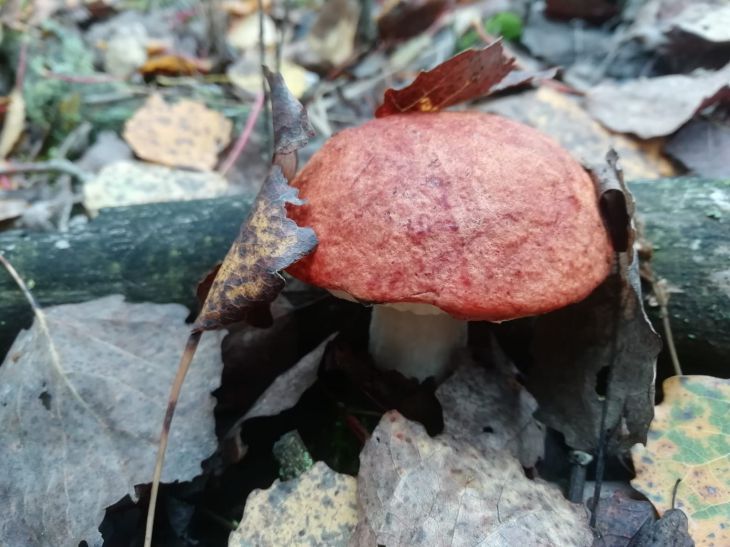 Why it is dangerous to buy mushrooms from hands: nutritionists forbid mushroom