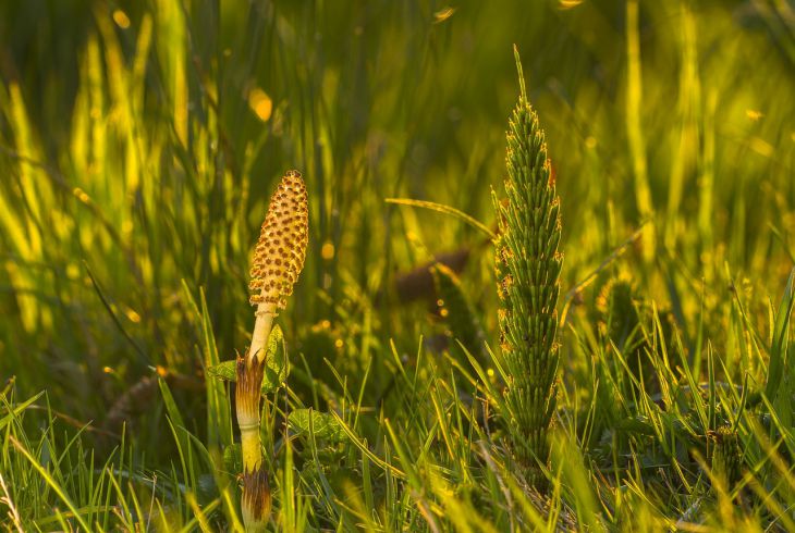 horsetail