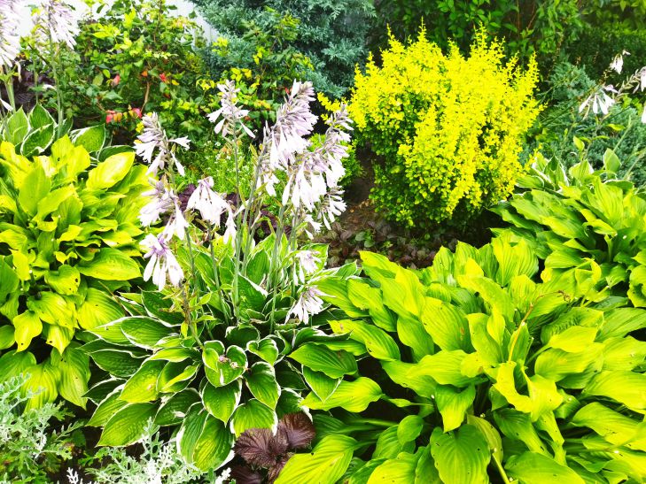 These five perennials impress with beautiful foliage: a worthy decoration for your garden flowerbed