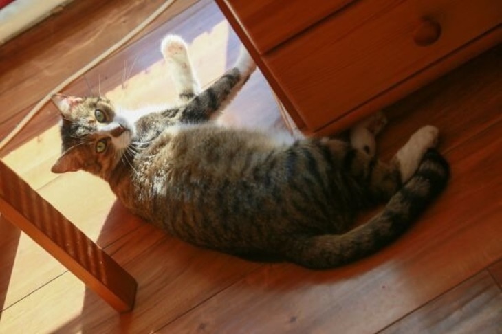 Pourquoi un chat demande-t-il constamment de la nourriture : peut-être a-t-il des problèmes mentaux ? Chat