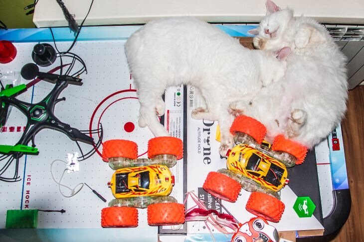 Cómo montar una zona de juegos para gatos: lo mejor que puedes hacer por tu mascota gatos