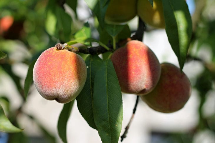 How to Cover a Peach for the Winter: Information That Will Never Be Superfluous Peach