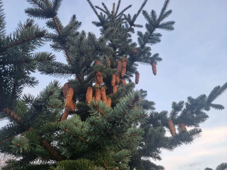 How to understand that the air in the house is dry: an interesting method with a pine cone Cones