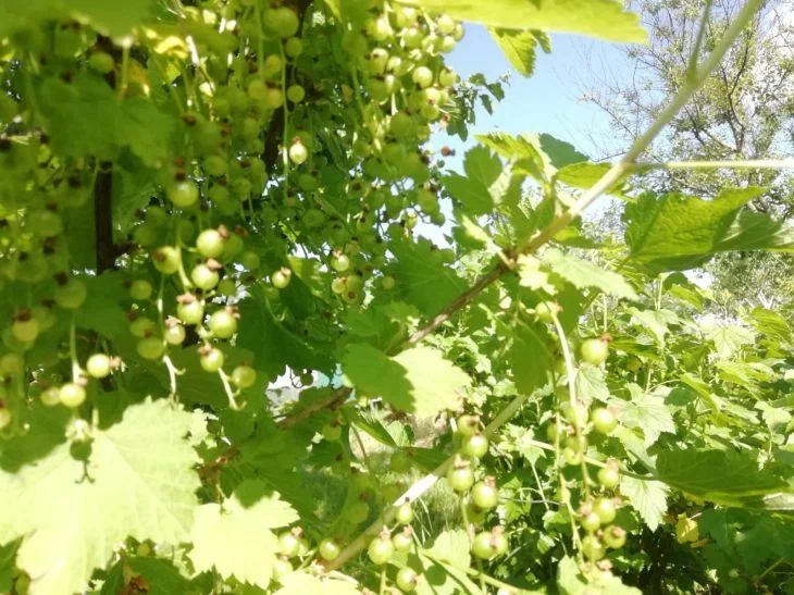 How to understand that currants are attacked by bud mites: this sign is obvious Currant