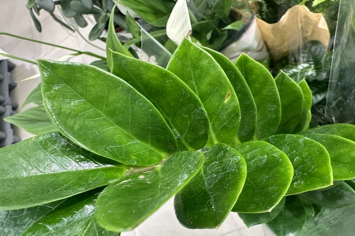 Quelles plantes d'intérieur aiment les pots de fleurs exigus : ne vous y trompez pas Usine