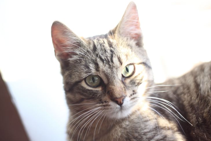 Quelles odeurs les chats n'aiment pas : les experts révèlent des secrets chat