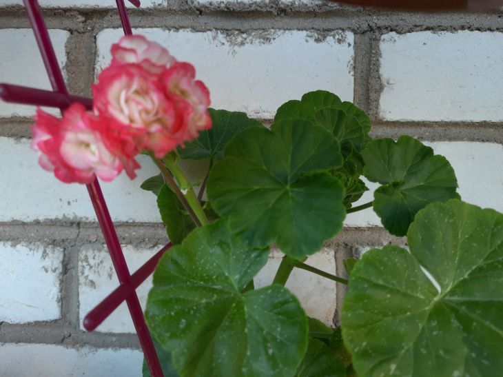 How to turn a wilting flower into a window sill decoration: this fertilizer works wonders Flower