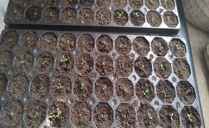 Don't miss the time: what flowers to sow for seedlings in January Seedling