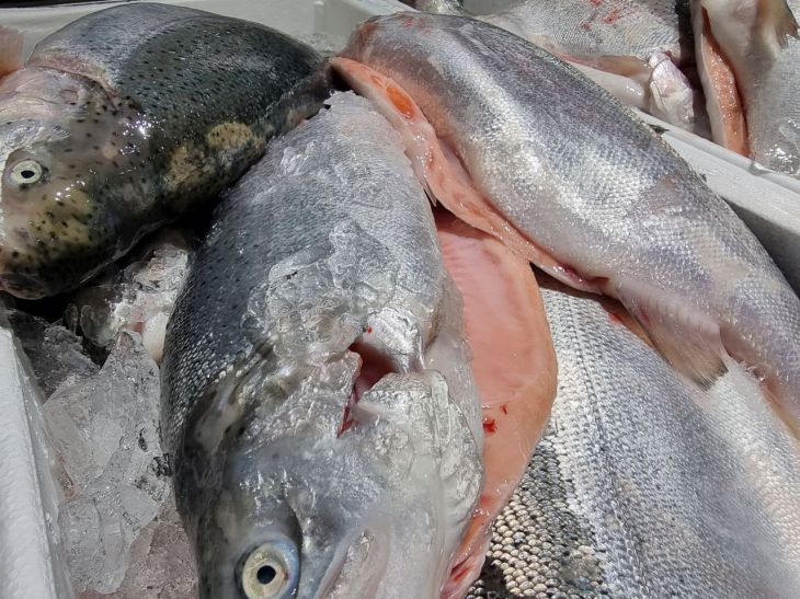 So kocht man rosa Lachs köstlich: außergewöhnlich saftig Fisch
