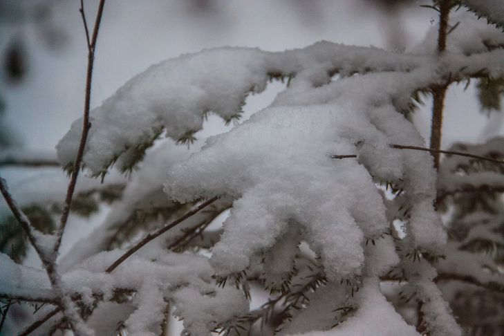 What a summer resident should do in the garden in December: a list of important things to do Snow