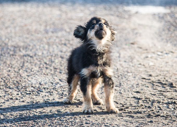 Pourquoi les chiens tournent-ils longtemps avant d'aller aux toilettes : comportement étrange Chien
